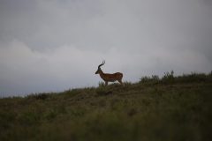 IMG_1145-scaled