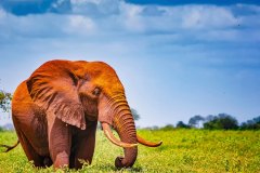 Tsavo-national-park