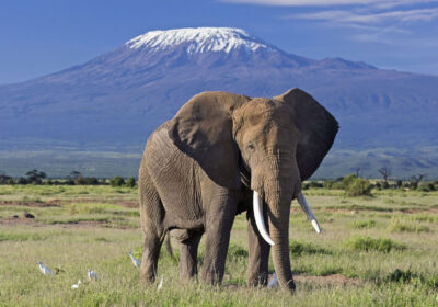 How Many Days Do You Need for a Kenya Safari?