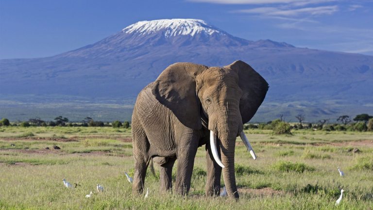 Elephant in Amboseli with Mount Kilimanjaro — WildLens Adventure