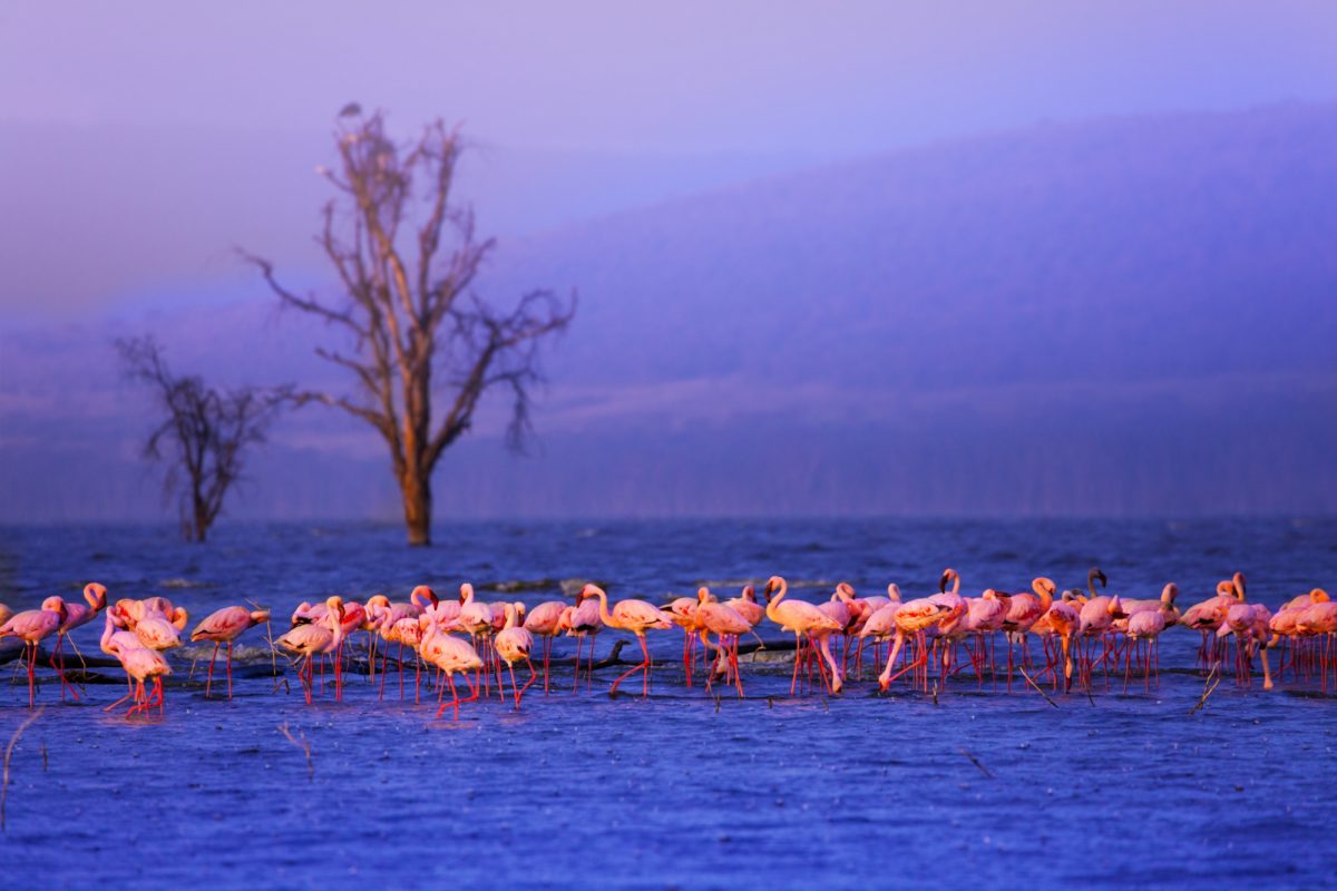 Lake Nakuru