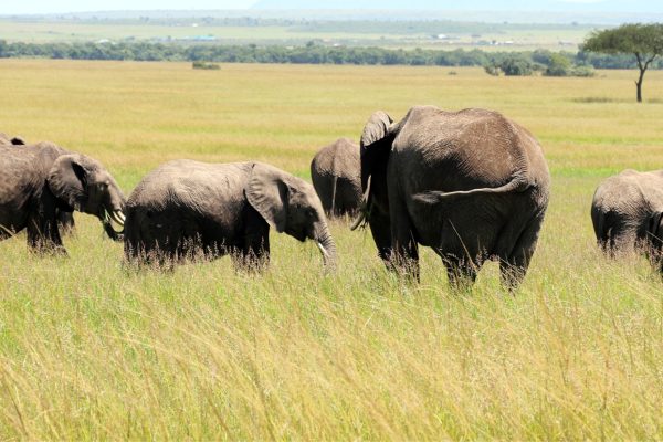 5 DAY NAIROBI- MAASAI MARA TRIP