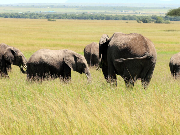 5 DAY NAIROBI- MAASAI MARA TRIP