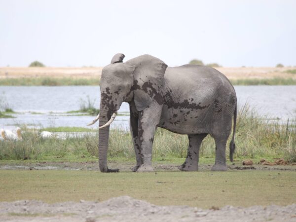 3 DAY AMBOSELI-TSAVO EAST SAFARI