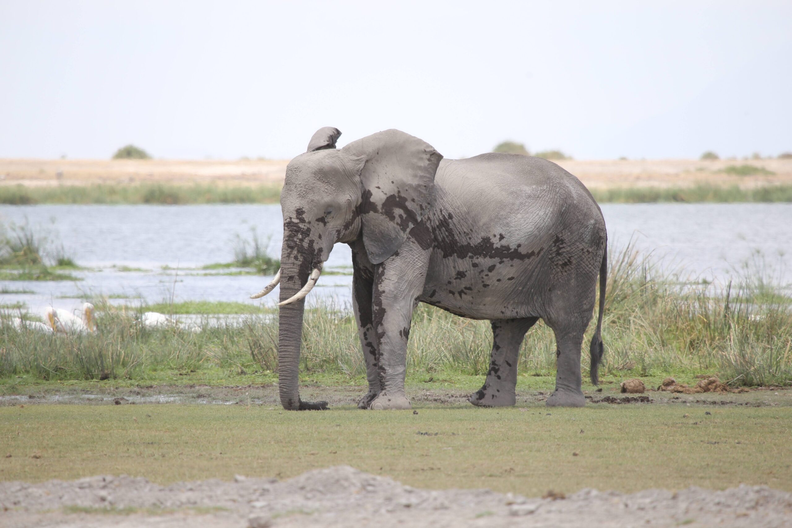 Amboseli