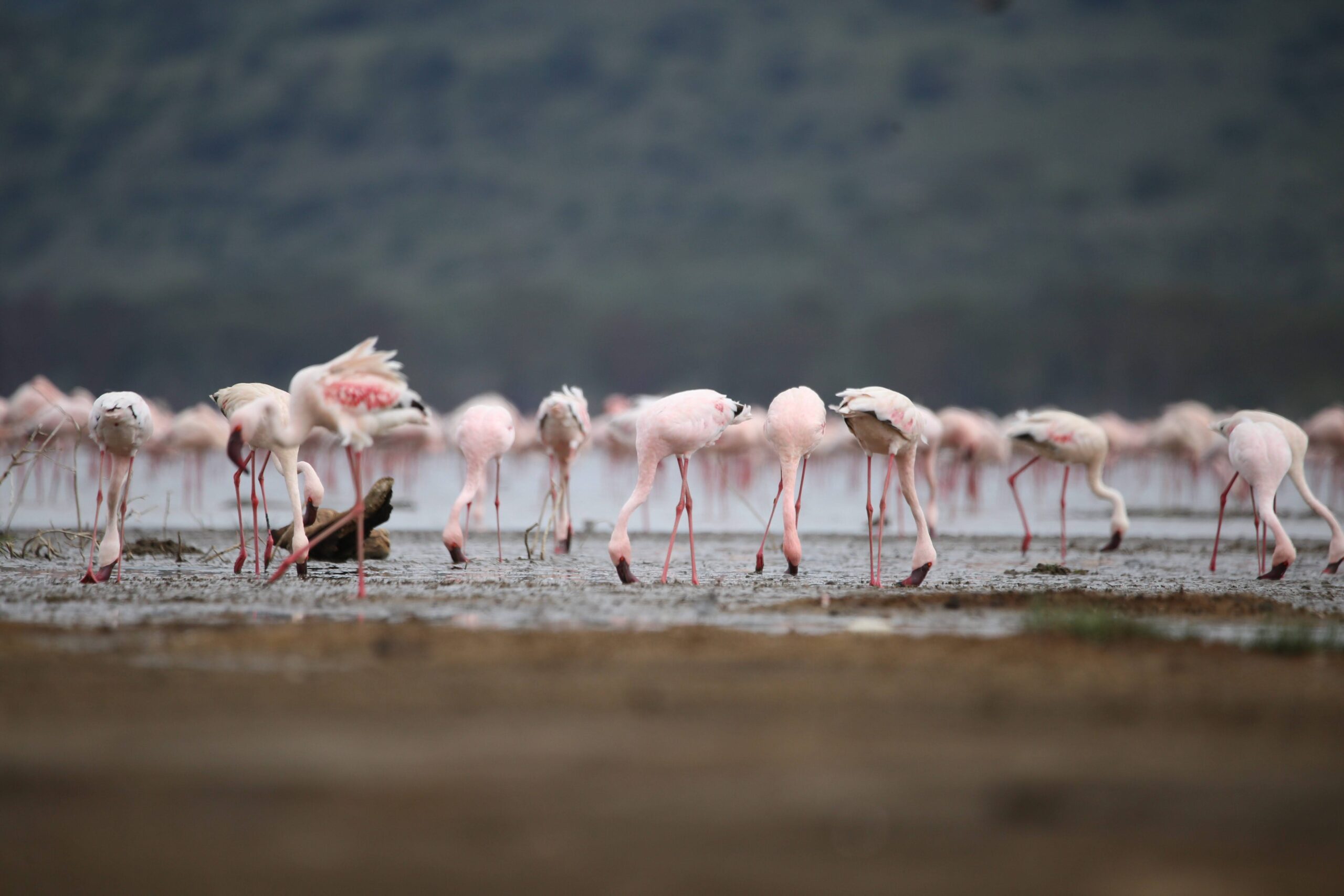 Lake Nakuru