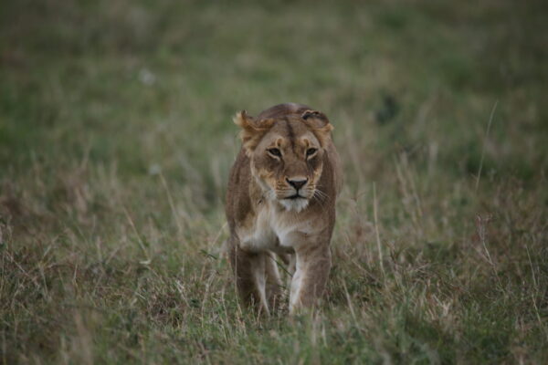 8 DAY SAFARI TO MERU-SAMBURU-ABERDARES-NAIROBI
