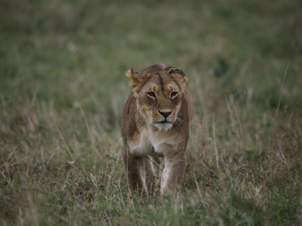 8 DAY SAFARI TO MERU-SAMBURU-ABERDARES-NAIROBI