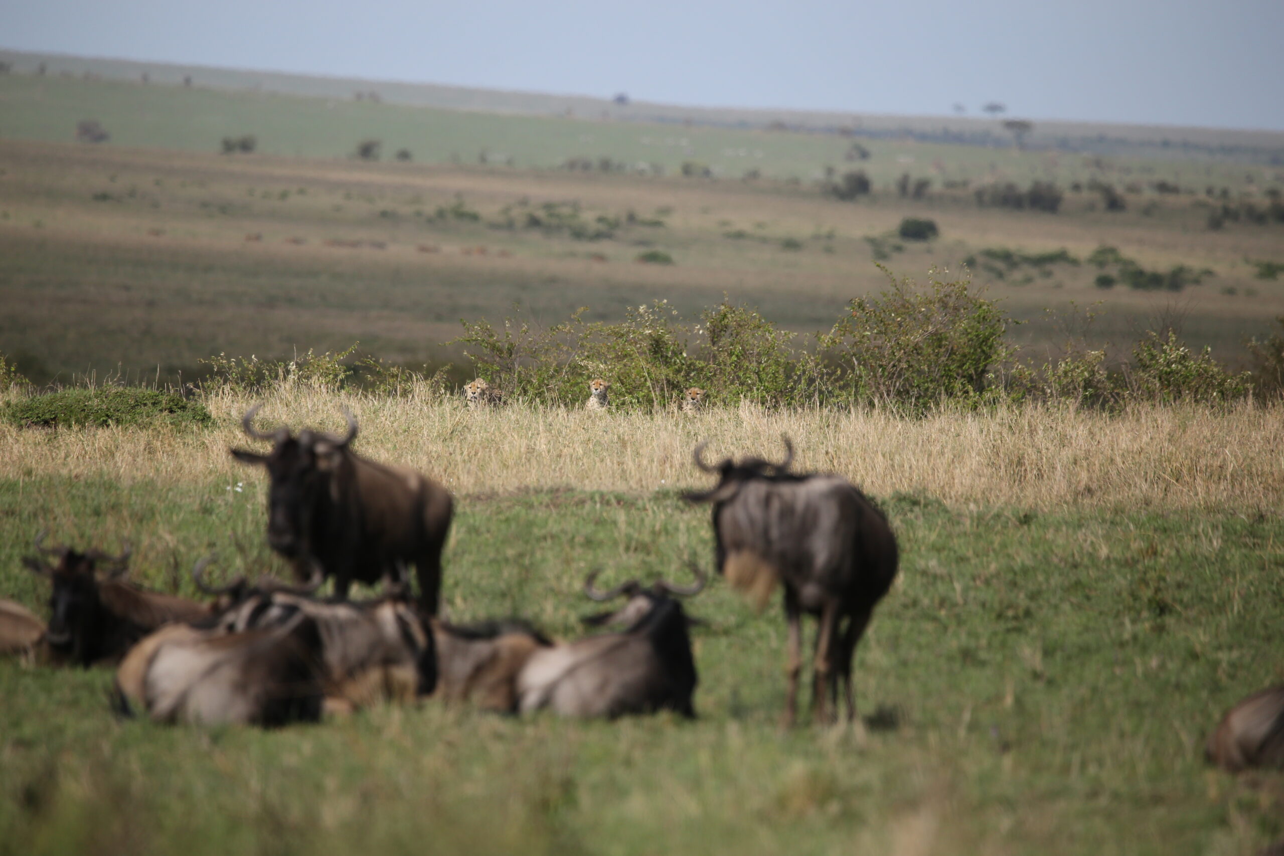 Maasai Mara