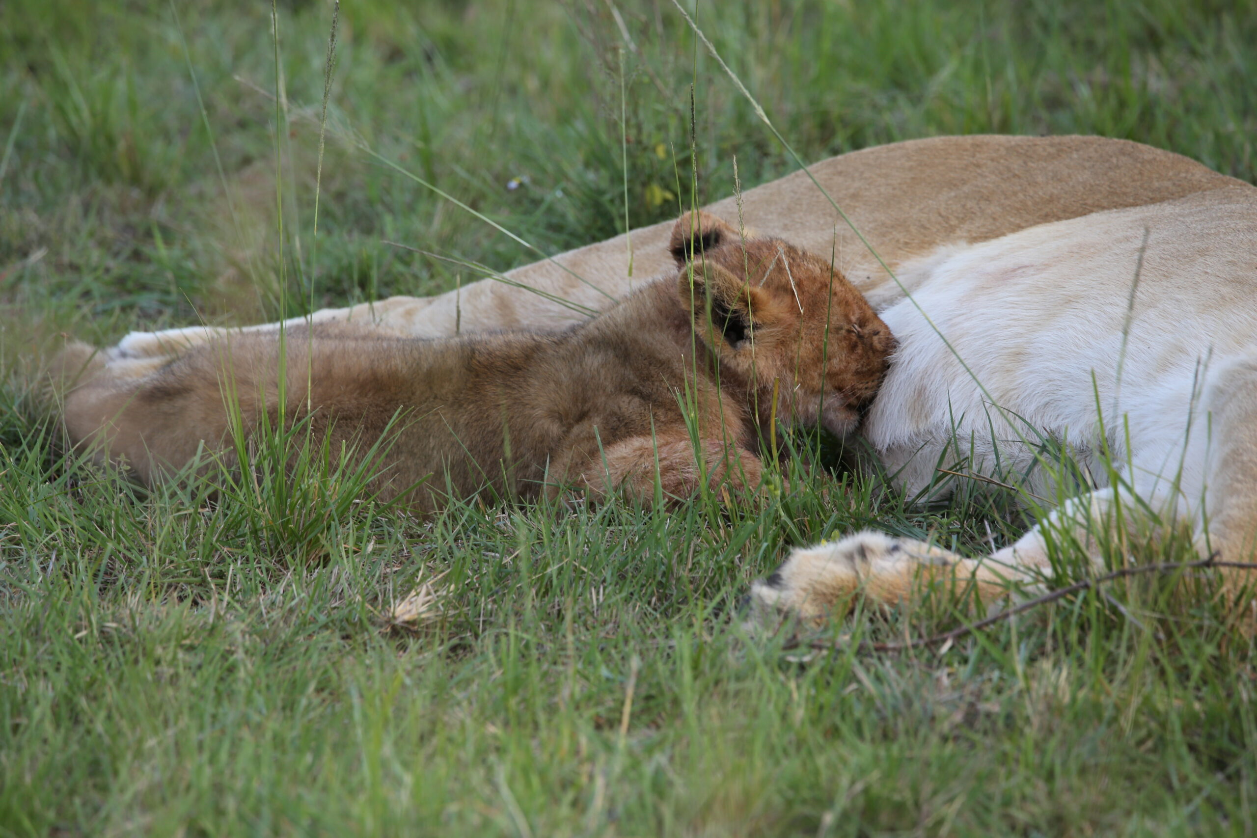 Tsavo National Park