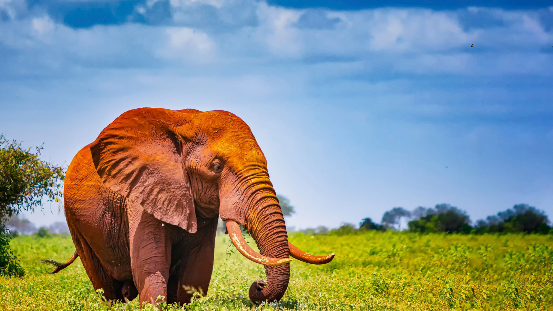 Amboseli Views