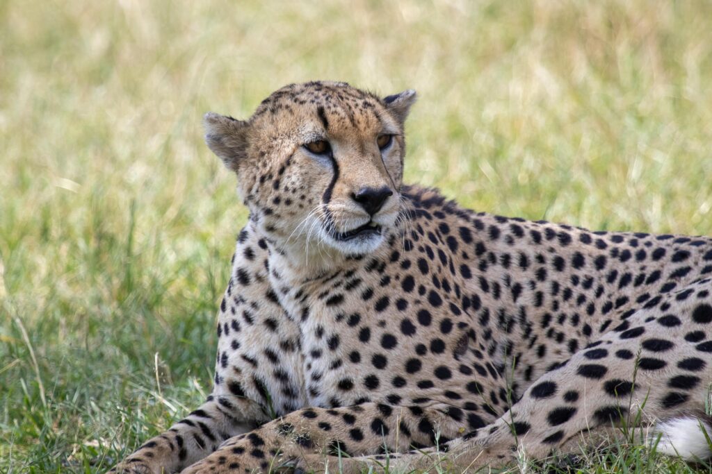 Cheetah in the Maasai Mara — WildLens Adventure
