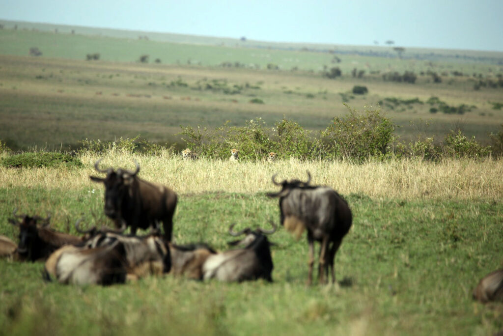 8 Nights 9 Days Grand Bush Safari