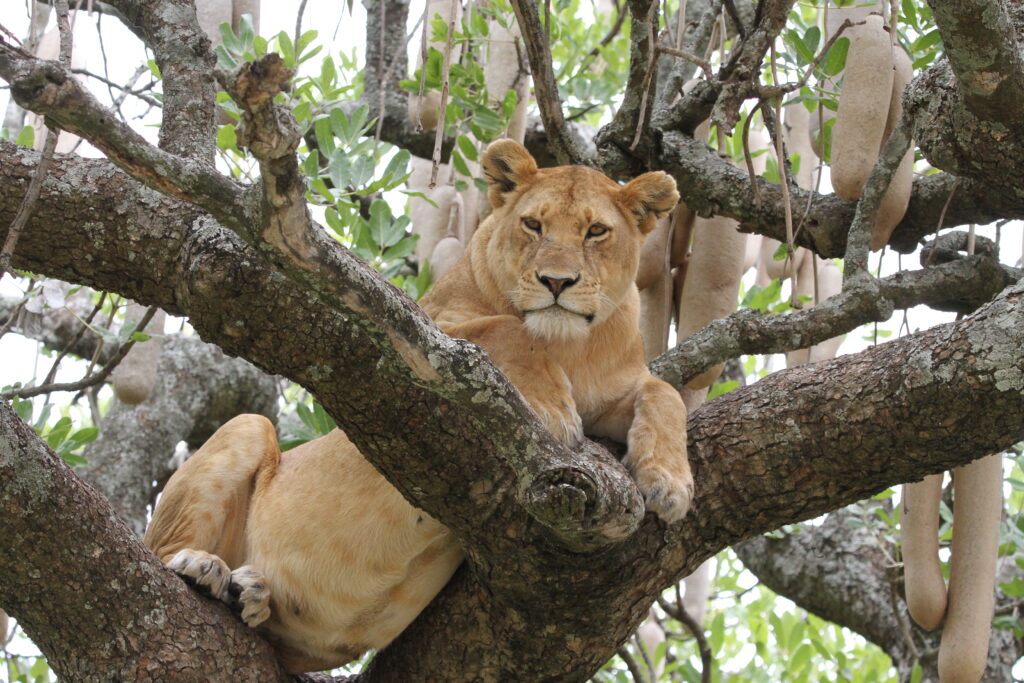 Nairobi National Park Tour