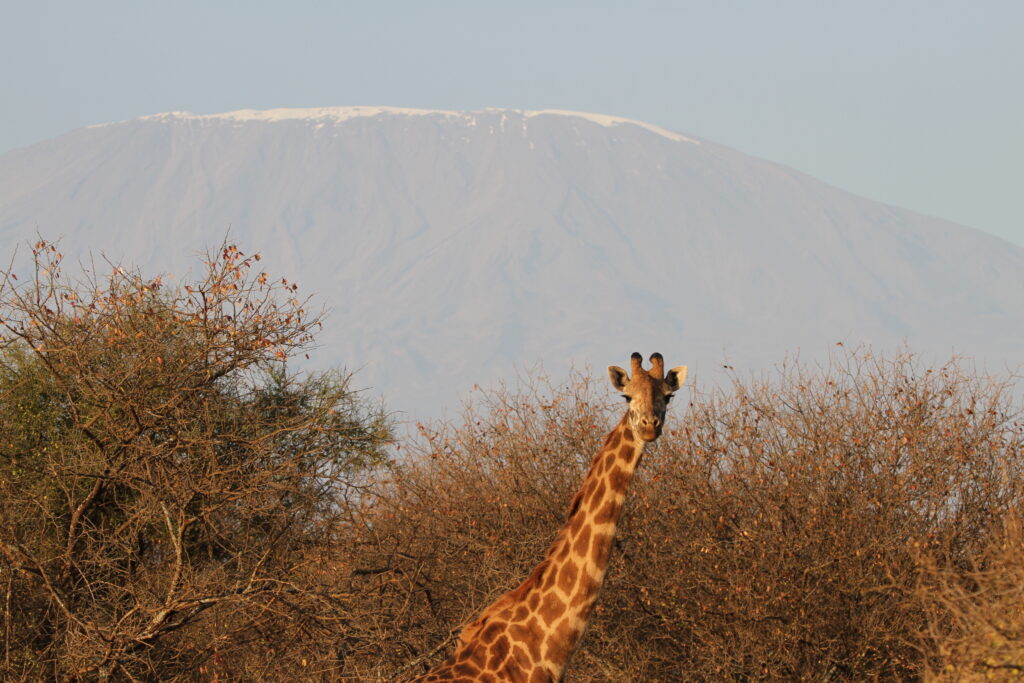 Amboseli Elephant Odyssey