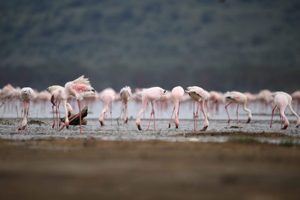 5 Days 4 Nights Nakuru & Mara