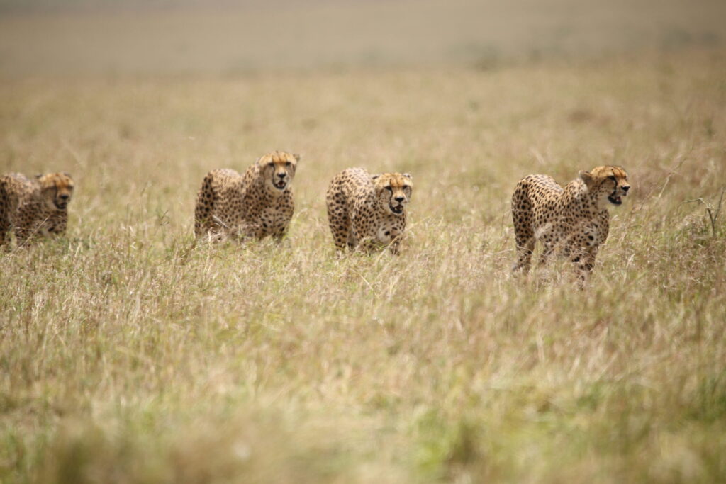 Cheetahs in Samburu, Kenya.