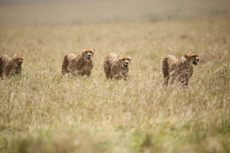 11-Day Samburu, Masai Mara, Lake Nakuru, Lake Naivasha, Amboseli & Tsavo West Safari