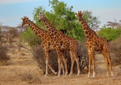 Kenya Safari Cost: What to Budget for Your Trip