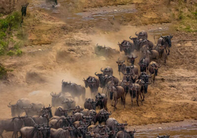 Best Kenya Safari Destinations for Wildlife and Scenery